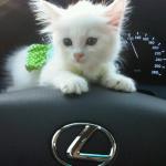   sh7i.com